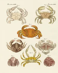 Különféle rákok (színes gravírozás)