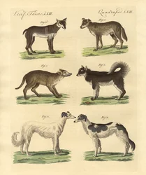 Különféle kutyák (színes gravírozás)