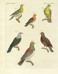 Különféle egzotikus galambok