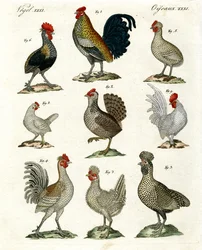Különféle tyúkok