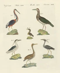 Különféle gémek