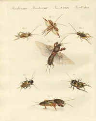 Különféle helyi tücskök (színes gravírozás)