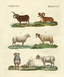 Különféle birkák
