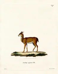 Dik-dik (színes metszet)