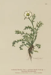 Kutya édeskömény (Anthemis Styriaca, Anthemis montana)