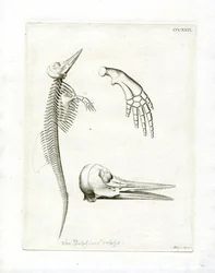 Delfin csontváz (színes metszet)