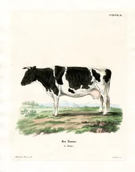 Házi szarvasmarha (színes metszet)