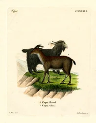 Házi kecske (színes metszet)
