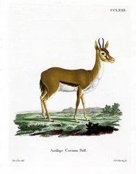 Dorcas Gazelle (színes metszet)