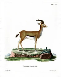 Dorcas Gazelle (színes metszet)