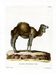 Dromedary (színes metszet)