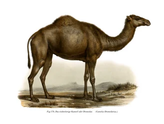 Dromedár, 1860