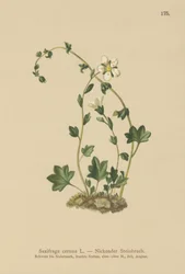 Lelógó szaxifrage (Saxifraga cernua) (színes litho)
