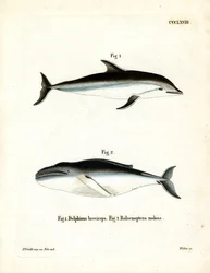 Dusky Dolphin (színes metszet)