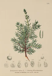 Törpeboróka (Juniperus nana, Juniperus communis subsp. nana, Juniperus communis var. saxatilis)
