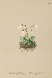 Törpe hóharang (Soldanella pusilla, Soldanella alpicola)