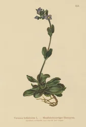 Törpe kék gyorskút (Veronica bellidioides)