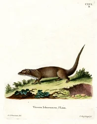 Egyiptomi mongúz (színes metszet)