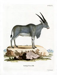 Eland Antilop (színes metszet)