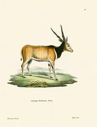 Eland Antilop