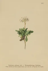 Egészlevelű Valerian