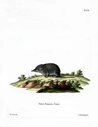 Eurázsiai cickány (színes metszet)