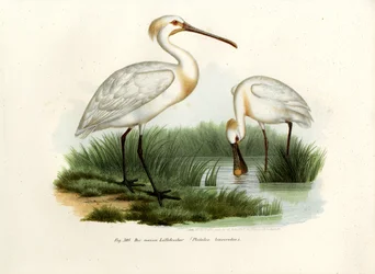 Eurázsiai kanalascsőr, 1864