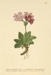 Európai alpesi kankalin (Primula spectabilis, Auriculastrum primula)