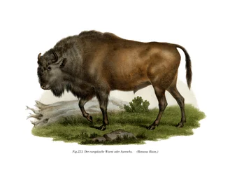 Európai bölény, 1860