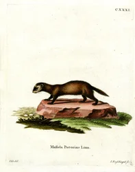Európai Polecat (színes metszet)