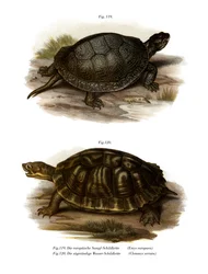 Európai tavi teknős (színes litó)
