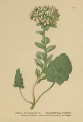 Örökzöld orpine (Sedum Anacampseros, Hylotelephium anacamseros)