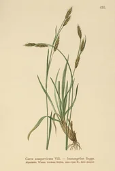Örökzöld sás (Carex sempervirens)