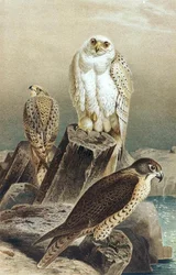Sólyom, lemez a "Brehms Tierleben: Allgemeine Kunde des Tierreichs", 6. kötet, 215. o., Bibliographisches Institut kiadásában