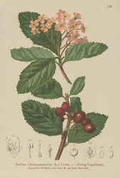 Hamis naspolya (Sorbus chamaemespilus)