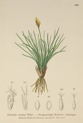 Hamis sás (Kobresia simpliciuscula, Kobresia caricina)