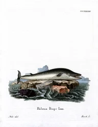 Fin Whale (színes metszet)