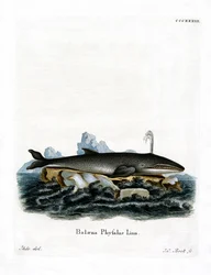 Fin Whale (színes metszet)