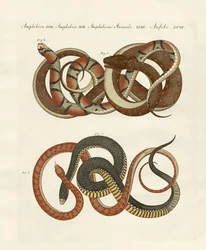 Finom vonalú colubrid (színes gravírozás)