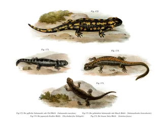Tűz Salamander