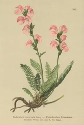 Hús rózsaszín tetű (Pedicularis incarnata)