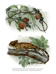 Repülő gyík (színes litó)