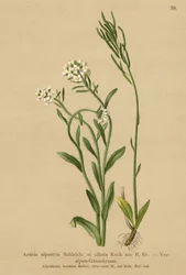 Az Alpok lábánál Falitorma (Arabis alpestris, Arabis ciliata)