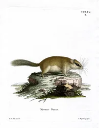 Erdei Dormouse (színes metszet)
