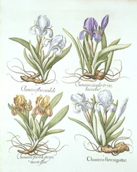 Négy fajta rizómás írisz, a Hortus Eystettensisből, Basil Besler (1561-1629) pub. 1613