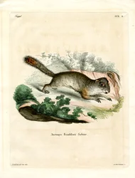 Franklin ürge (színes metszet)