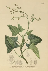 francia sóska (Rumex scutatus)