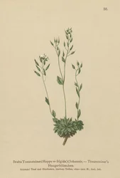 Frigid Whitlow-fű (Draba Traunsteineri, Draba frigida)