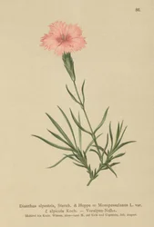 Rojtos rózsaszín (Dianthus Monspessulanus, Dianthus alpestris, Dianthus alpicola)