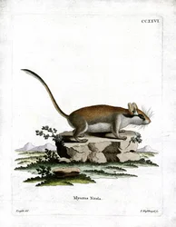 Garden Dormouse (színes metszet)